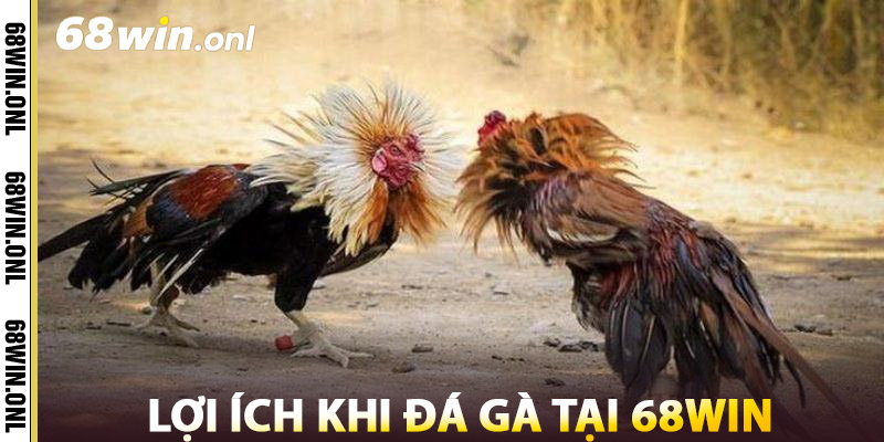 Lợi Ích Khi Đá Gà 68win